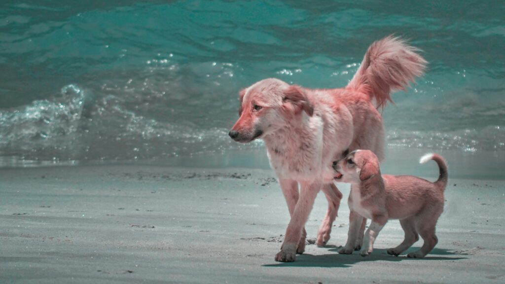 brown short coated dog running on beach during daytime