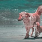 brown short coated dog running on beach during daytime