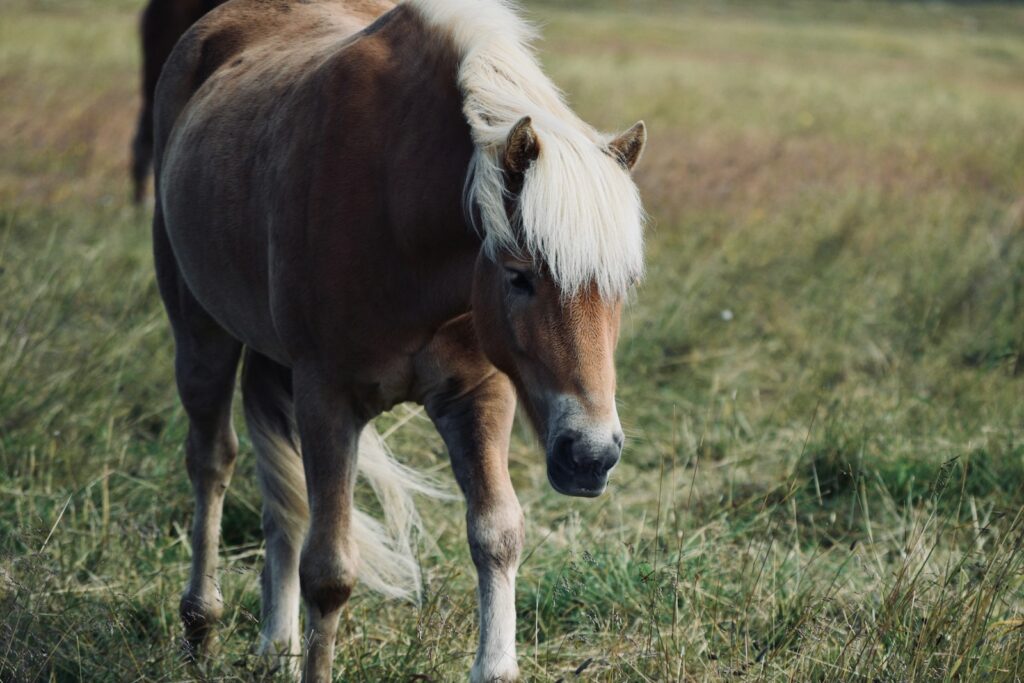 Brown and white horse standing on green grass field during daytime