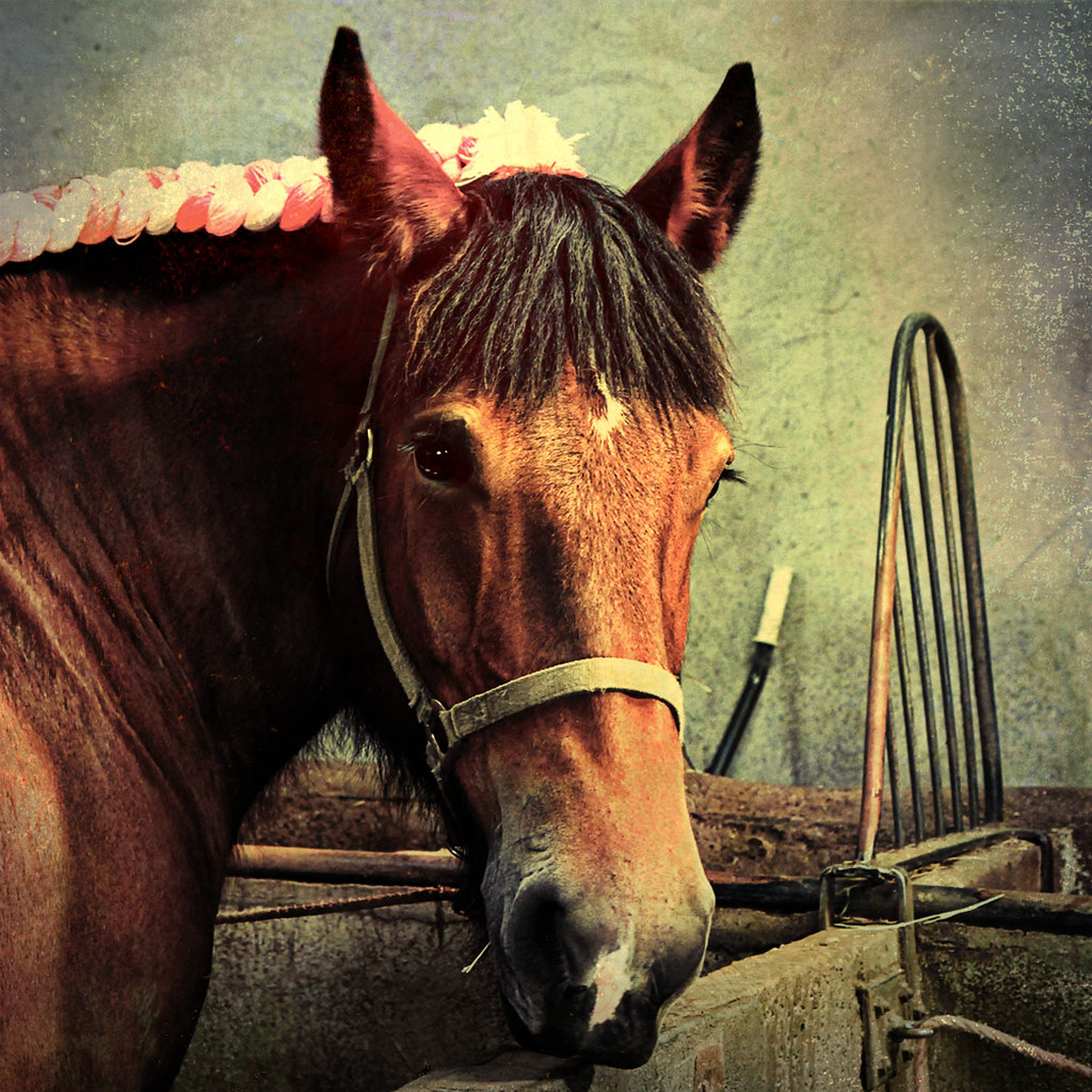 A beautiful brown horse closeup