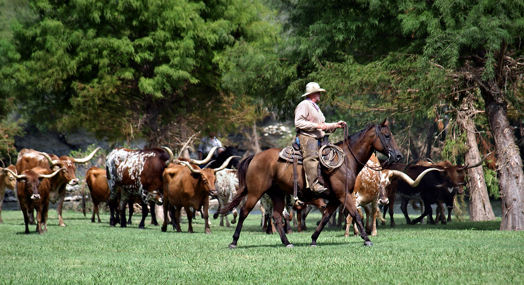 Cattle Drive