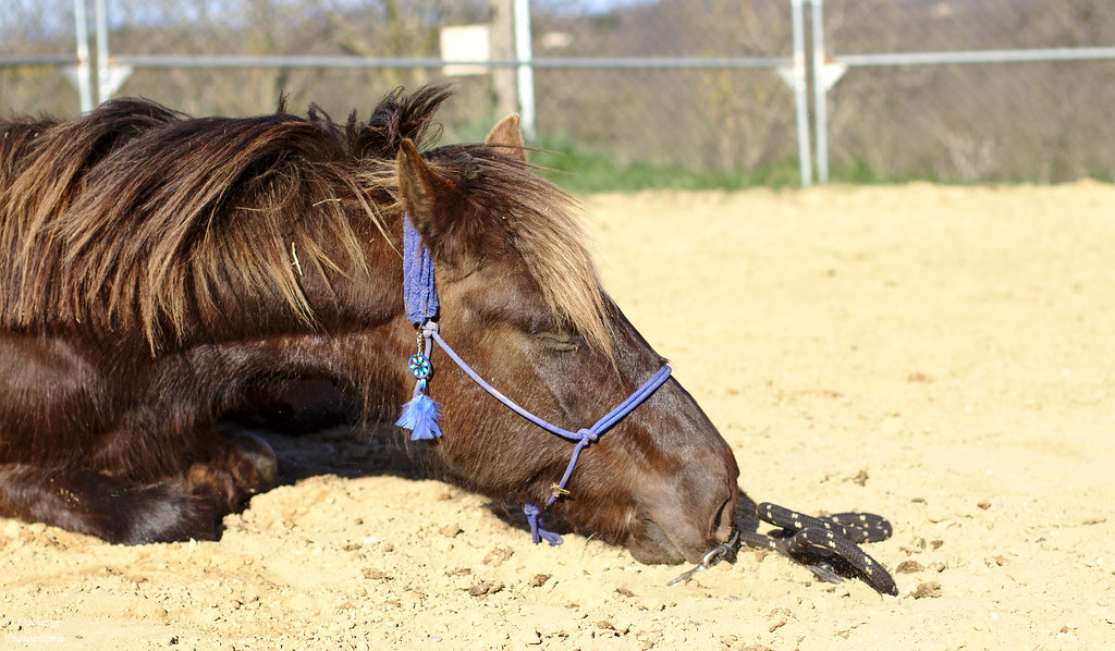 Tired horse