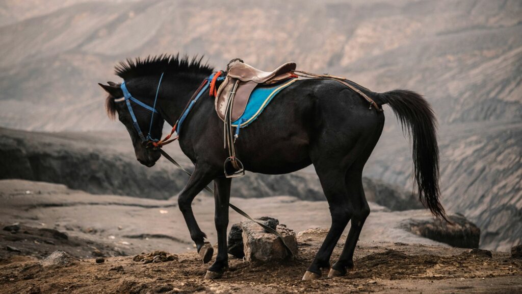 black horse running on brown sand during daytime