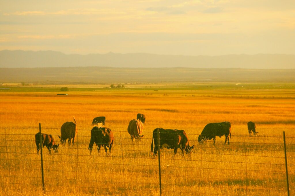 a herd of cattle grazing on a dry grass field