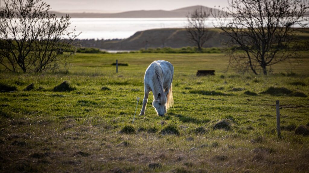 a white horse grazing on a lush green field