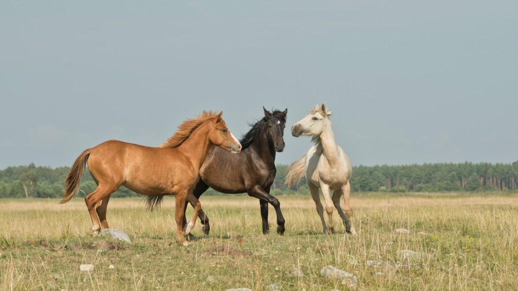 three horses on green ground