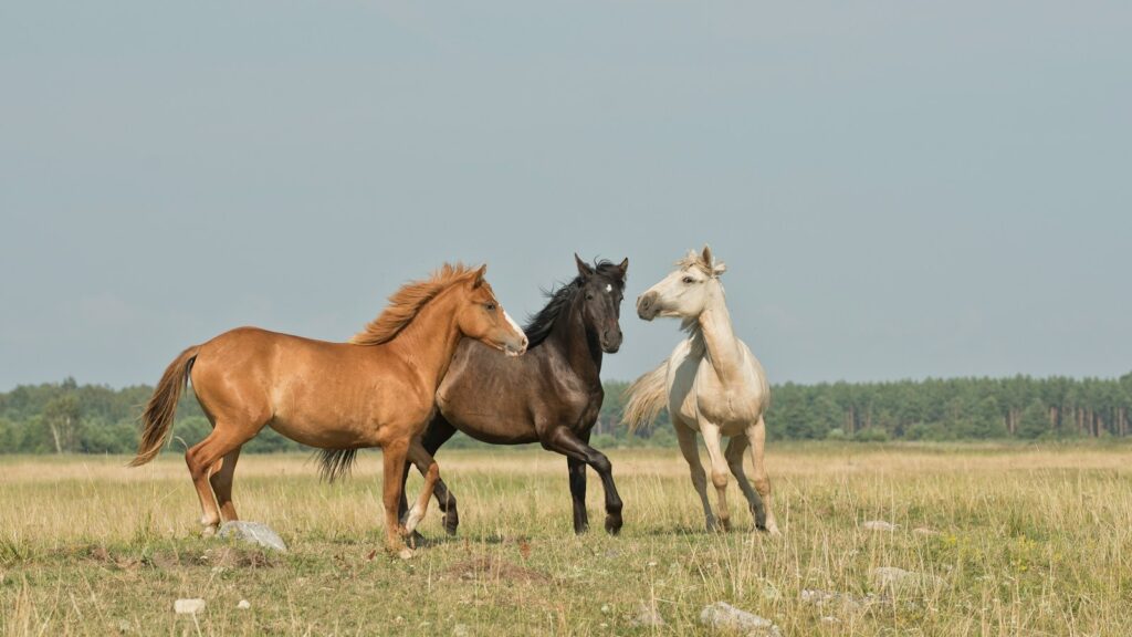 three horses on green ground