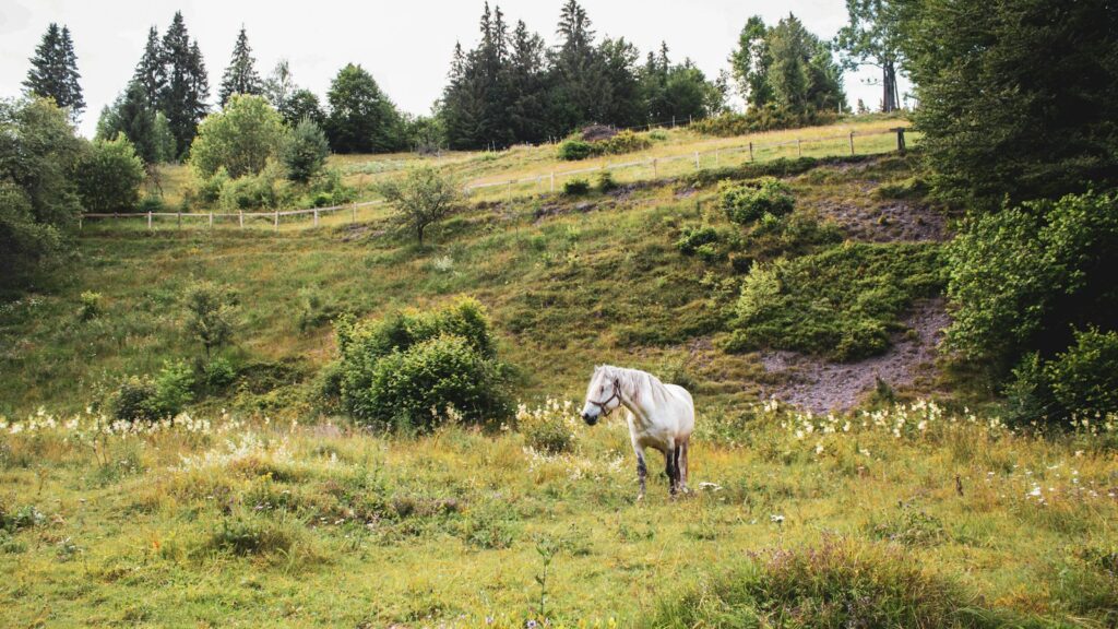 white horse on green grass field during daytime