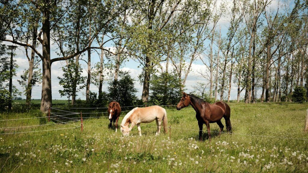 a couple of horses standing on top of a lush green field