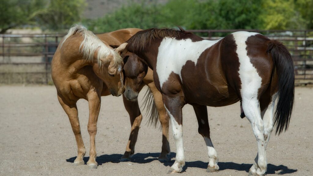 two brown-and-white horse on gray sand