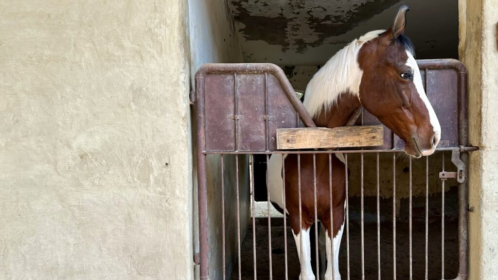a brown and white horse standing inside of a stable