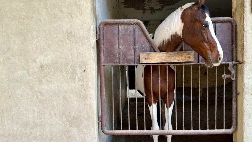 a brown and white horse standing inside of a stable