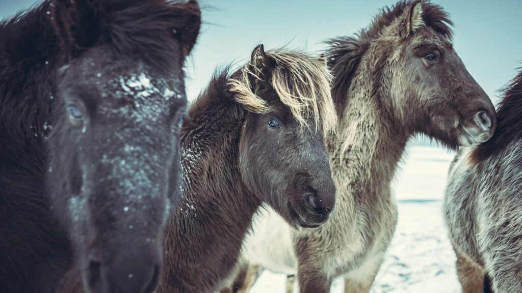 four black horses on snow covered field