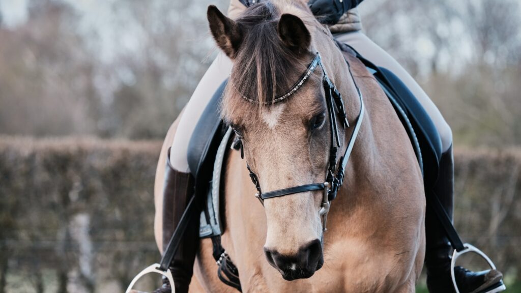 brown horse with black leather strap on head