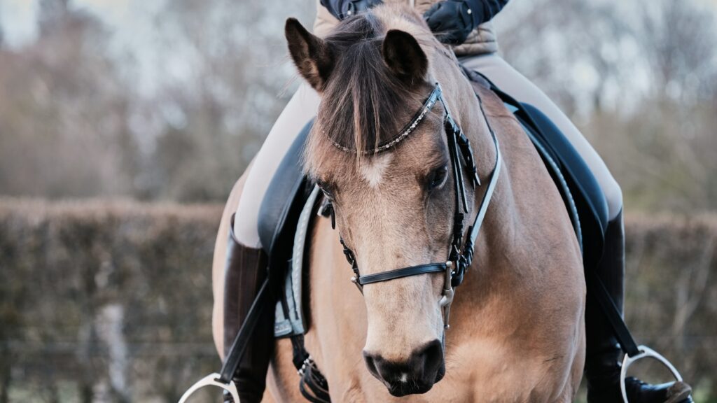 brown horse with black leather strap on head