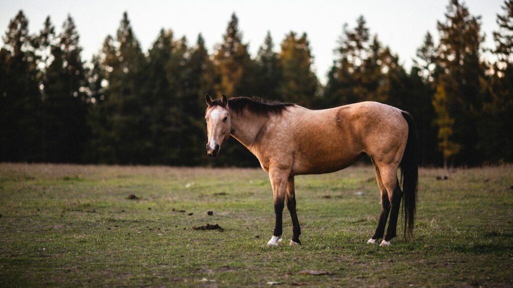 a brown horse standing on top of a lush green field
