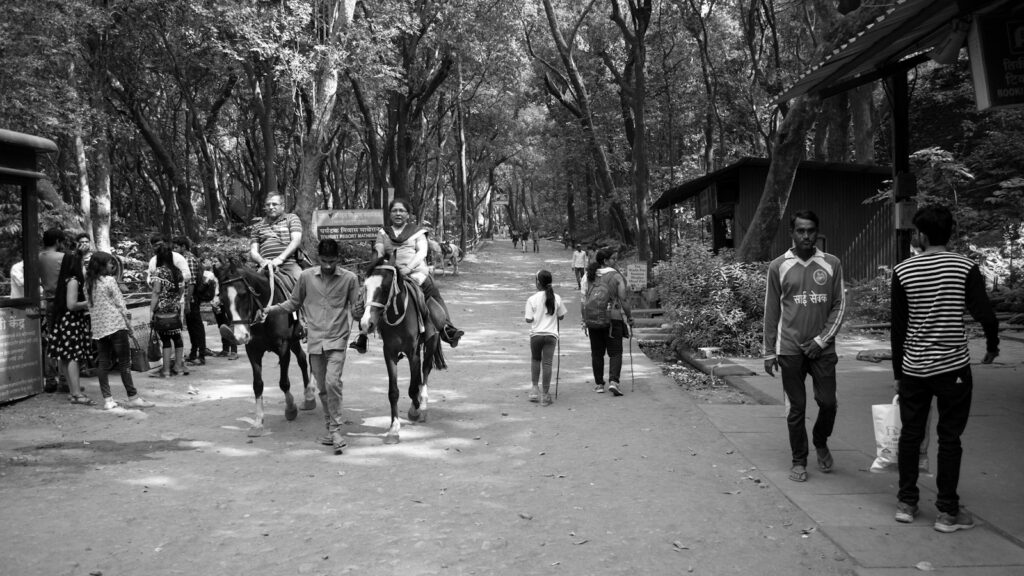 people walking in forest
