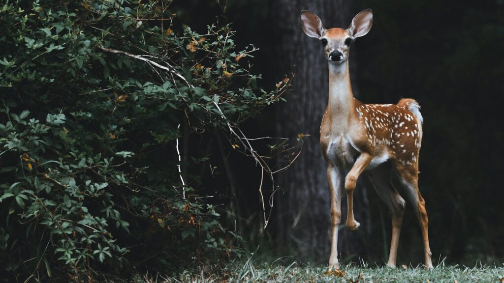 brown deer beside plants