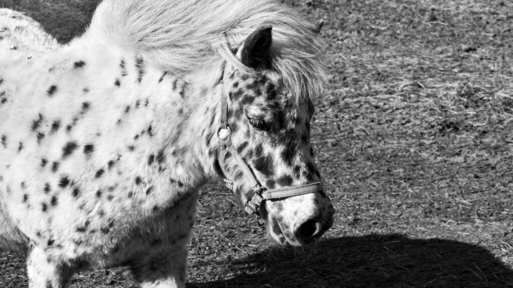 grayscale photo of horse eating grass