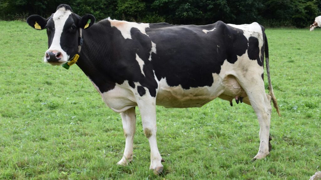 black and white cow standing on grass field