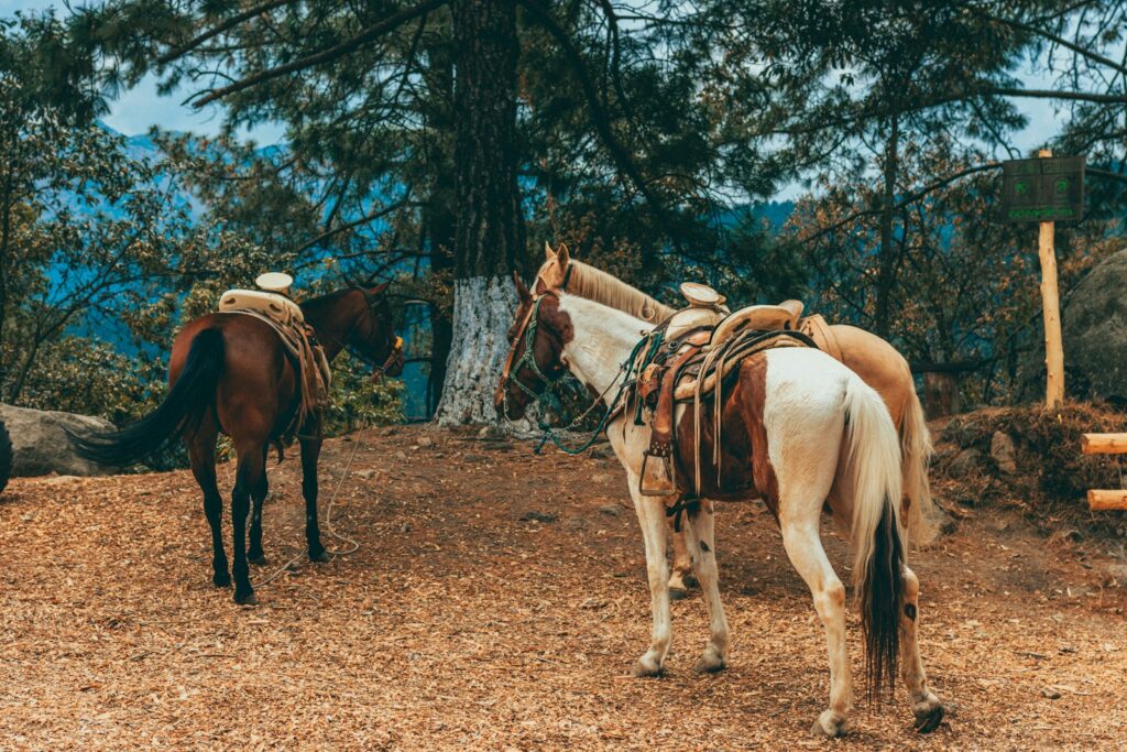 A couple of horses that are standing in the dirt
