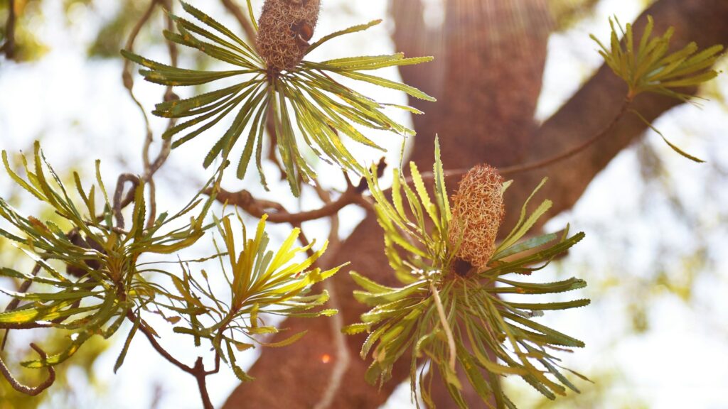 green leafy tree