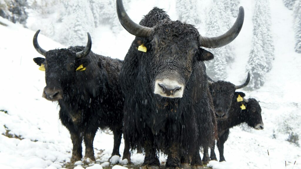 four yaks on snowy field