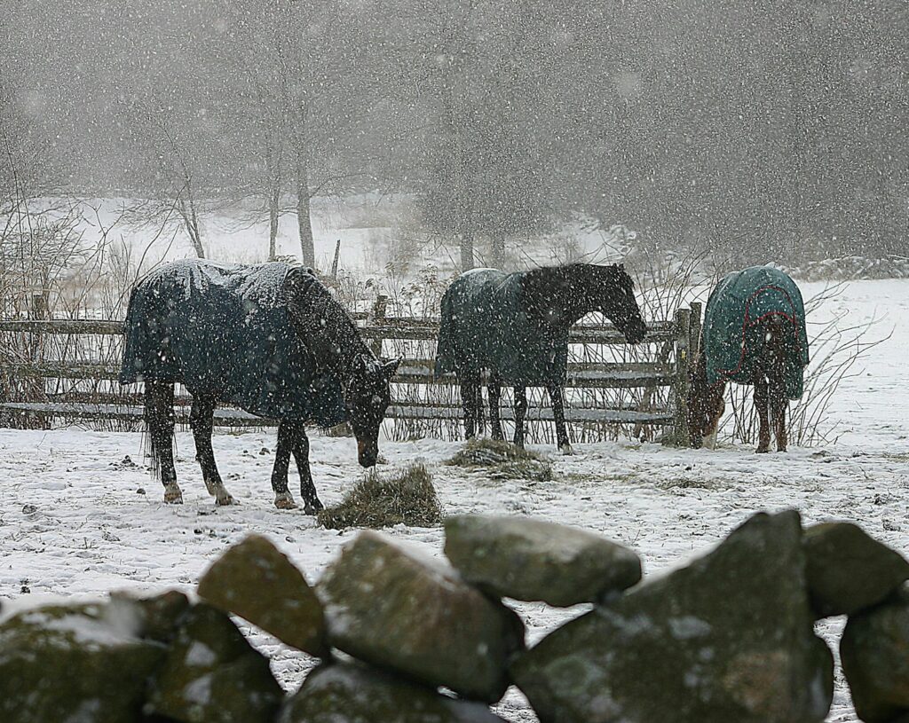 A couple of horses that are standing in the snow