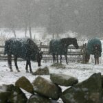 A couple of horses that are standing in the snow