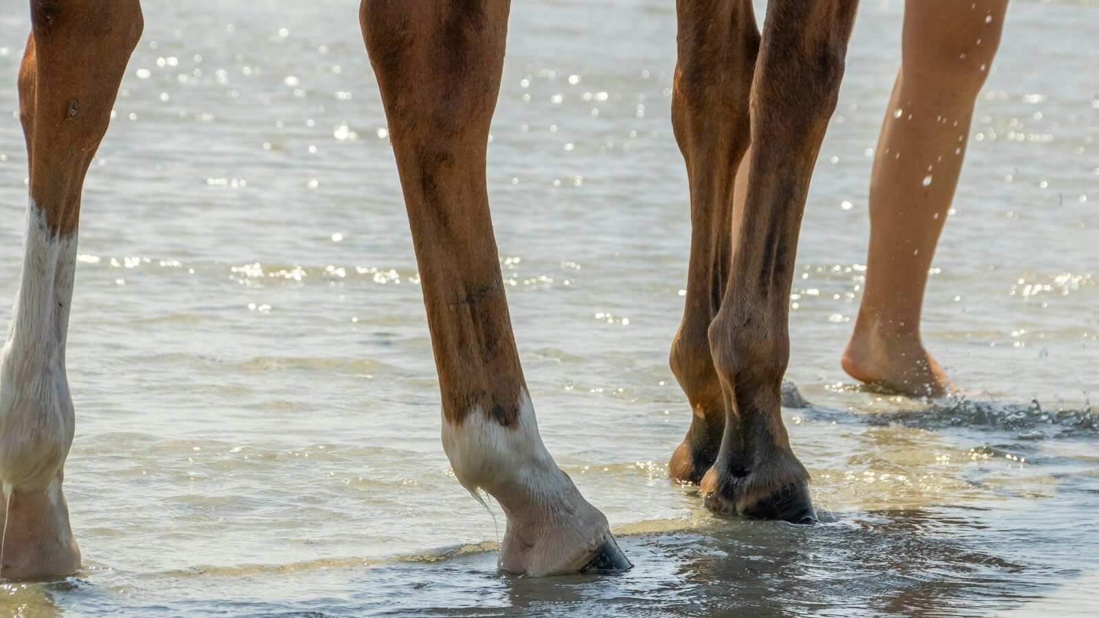 A close up of a person walking a horse on a beach