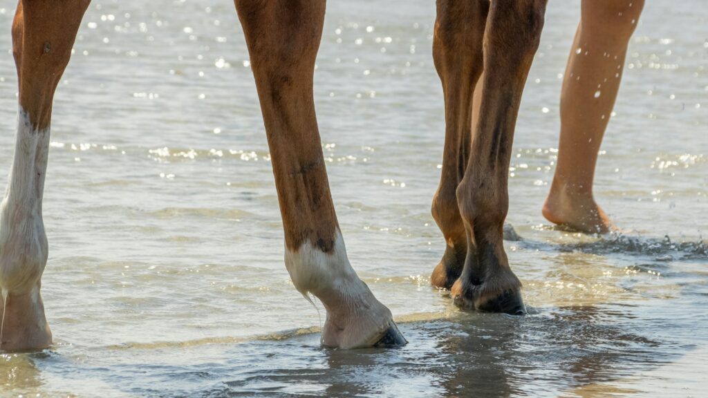 a person walking a horse on a beach