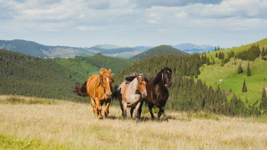 three brown and black horses running in open green field at daytime