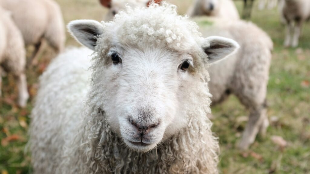 white sheep on green grass during daytime