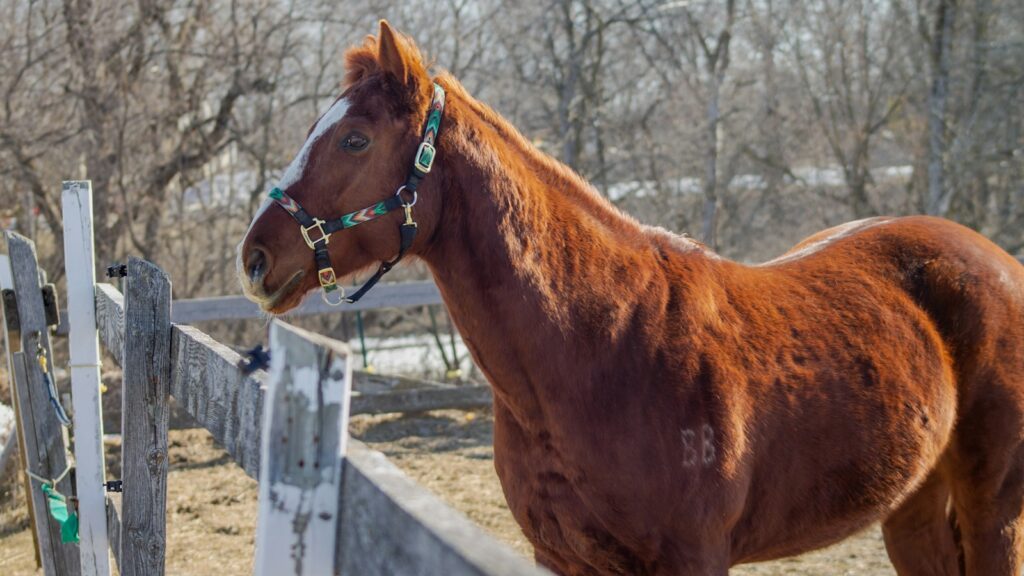 a brown horse standing next to a wooden fence