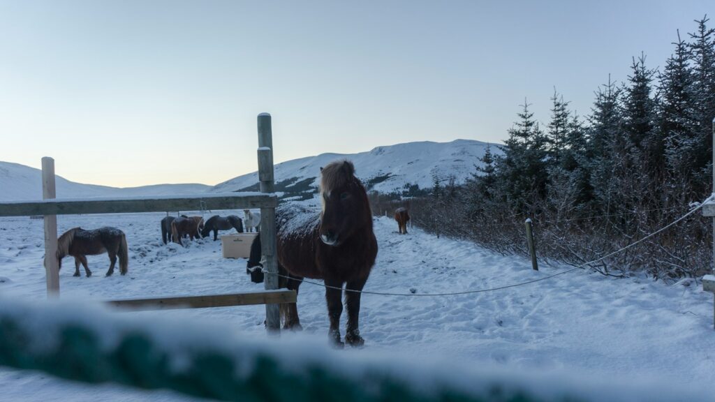 donkey standing beside fence