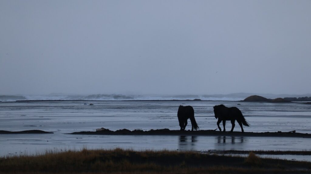 a couple of horses standing on top of a beach
