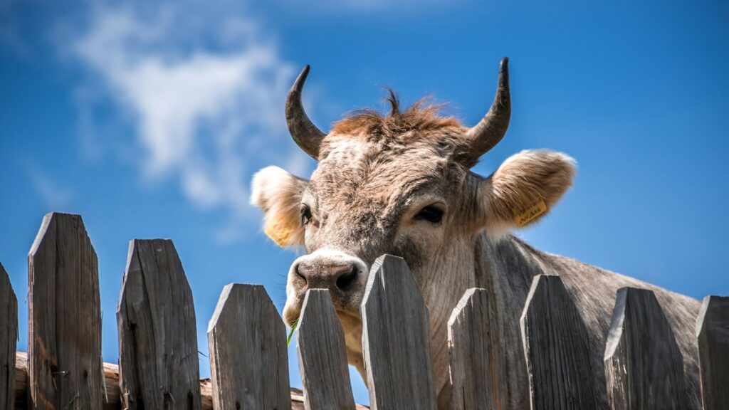 cattle behind fence