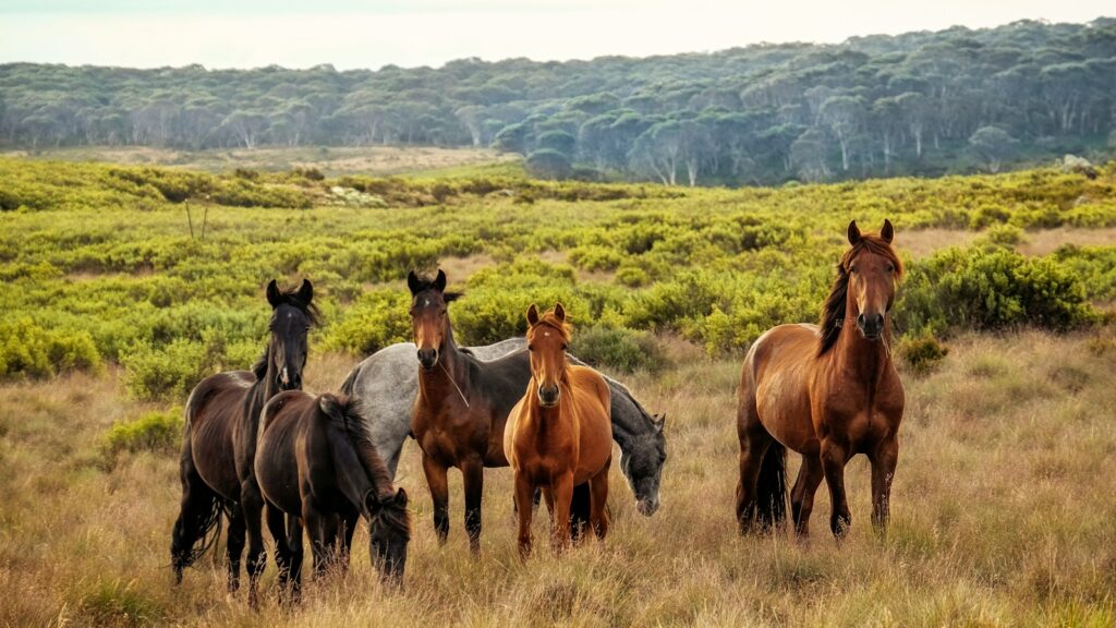 a herd of horses standing on top of a grass covered field