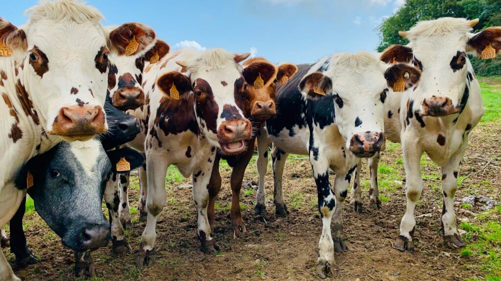 a herd of cows standing next to each other on a field