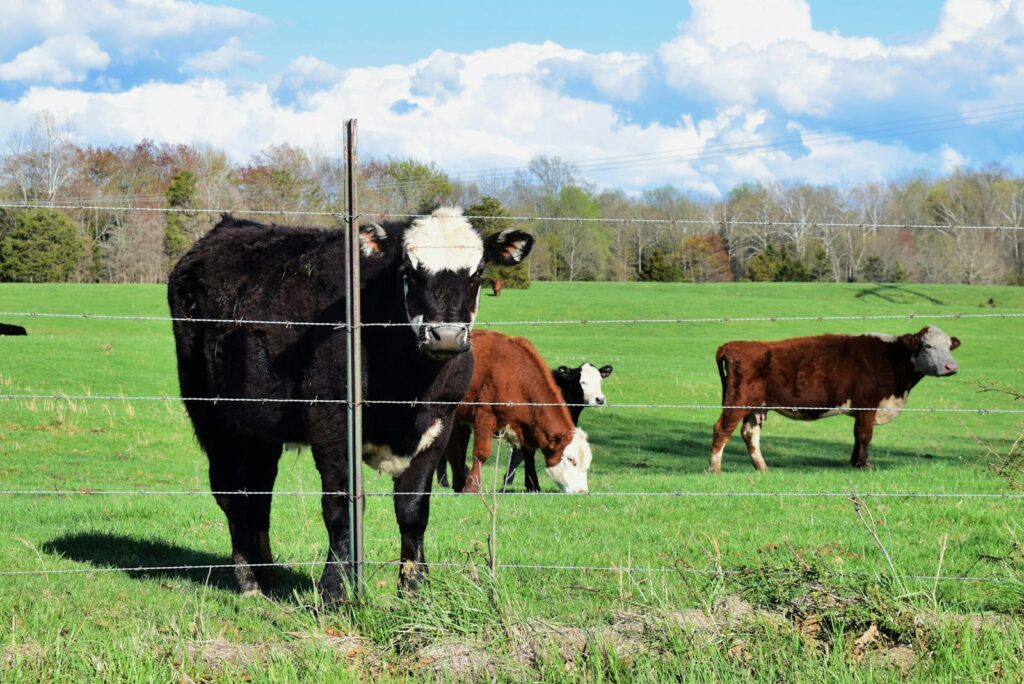 brown and white cow on green grass field during daytime