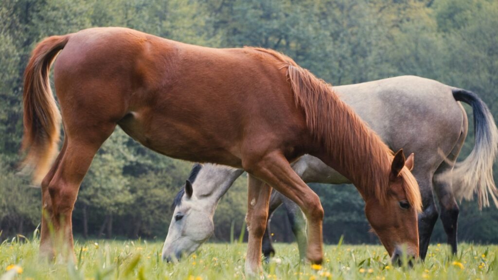brown horse on green grass field during daytime