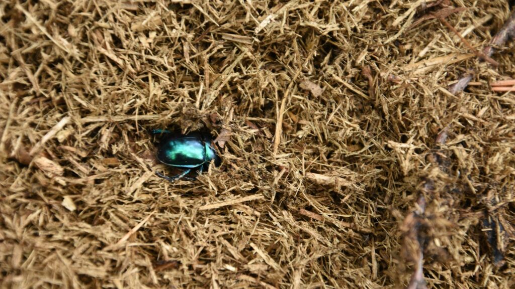 A small blue bug sitting on top of dry grass
