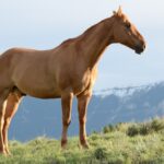 brown horse on green grass hill