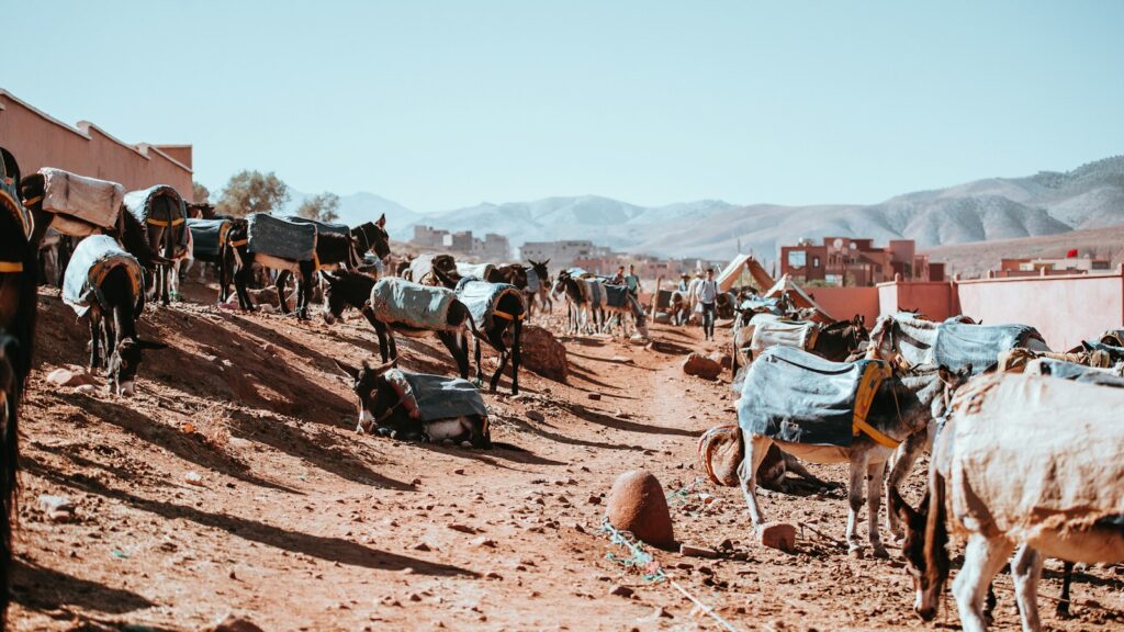horses on desert
