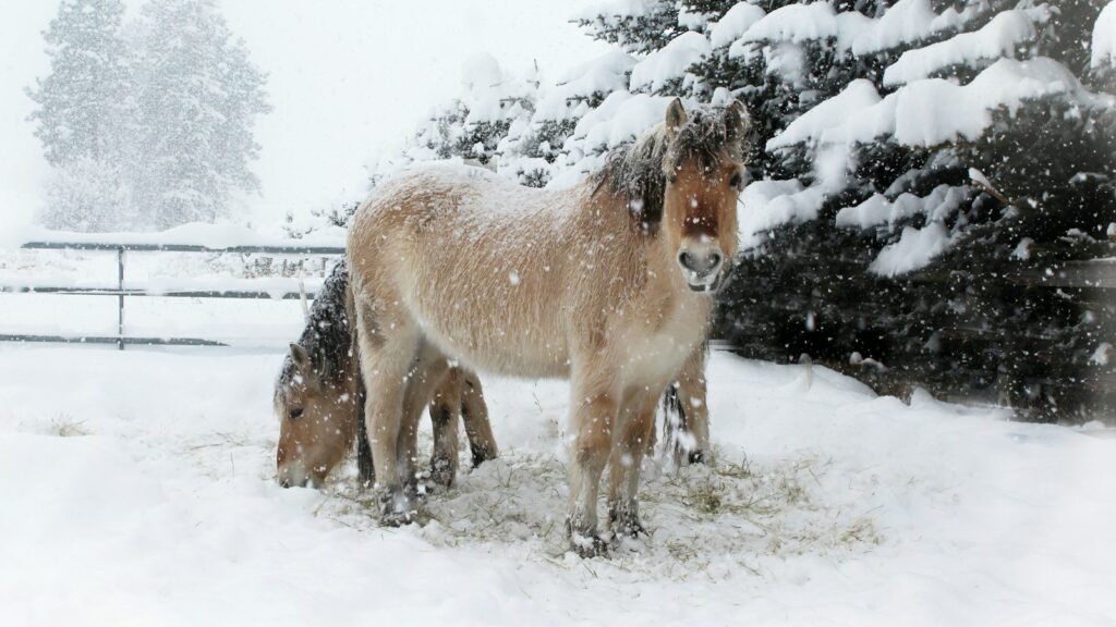 white and brown horse on snow covered ground during daytime