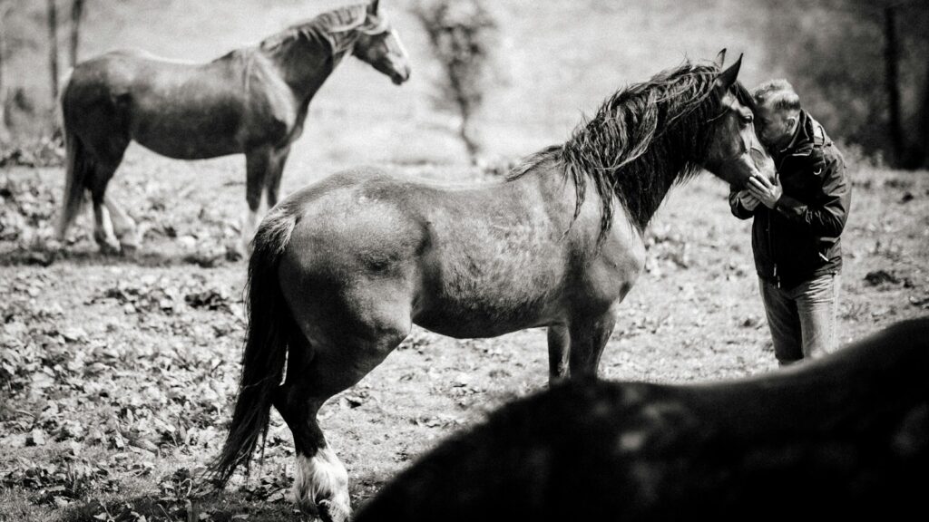 man kissing horse