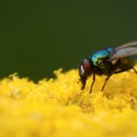 Green and black fly perched on yellow flower