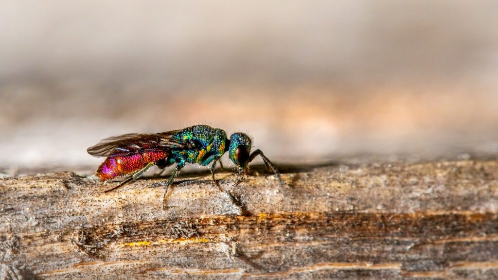 green and black insect on brown wooden surface
