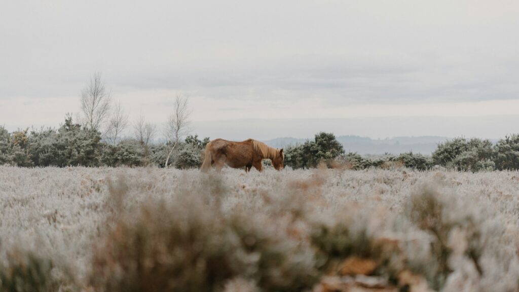 A brown horse standing on top of a grass covered field