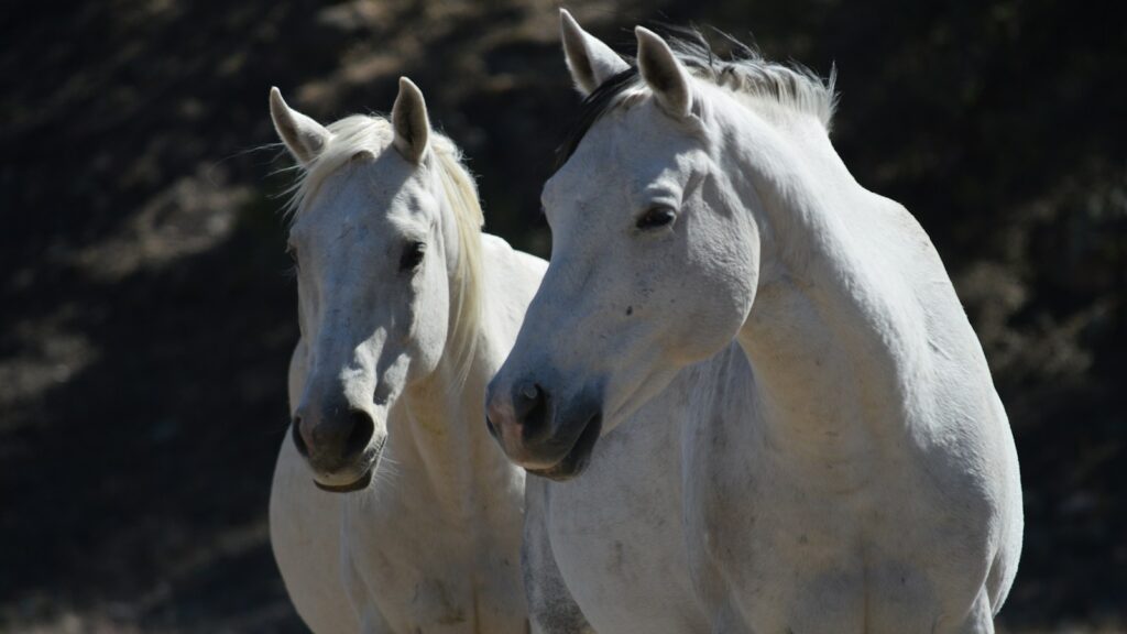 white horse on brown field during daytime